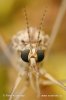 Cranefly