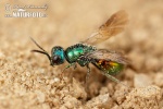 Cuckoo wasp