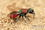 Cuckoo wasp