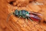 Cuckoo wasp