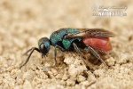 Cuckoo wasp