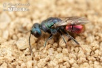 Cuckoo wasp