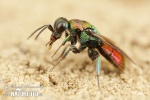 Cuckoo wasp