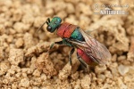 Cuckoo wasp