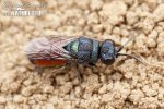 Cuckoo wasp