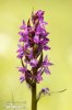 Dactylorhize de mai - Orchis à larges feuilles