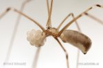 Daddy-long-legs Spider