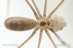 Daddy-long-legs Spider