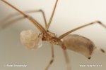 Daddy-long-legs Spider