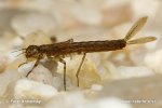 Damselfly - larva