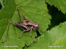 Dark Bush Cricket