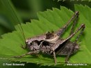 Dark Bush Cricket