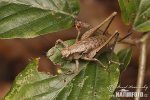 Dark Bush Cricket