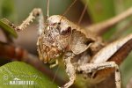 Dark Bush Cricket