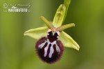 Dark Early Spider Orchid