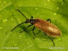 Darkling Beetle