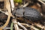 Darkling Beetle