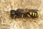 Digger Wasp