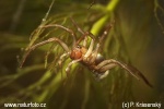 Diving bell spider