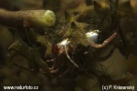 Diving bell spider