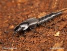 Rove Beetles