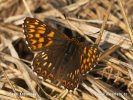 Duke of Burgundy