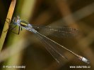 Emerald damselfly