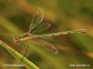 Emerald damselfly