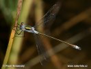 Emerald damselfly