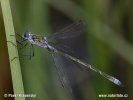 Emerald damselfly