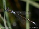 Emerald damselfly