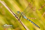 Emperor dragonfly