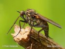 Empis tesselata