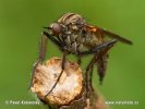 Empis tesselata