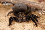 Eresus moravicus