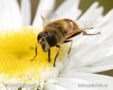 Eristalis tenax