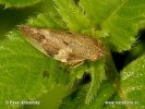 European Alder Spittlebug