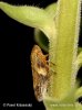 European Alder Spittlebug