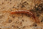 European centipede