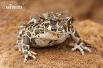 European Green Toad