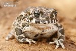 European Green Toad