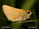 European Skipper