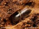 European Spruce Bark Beetle