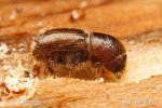 European Spruce Bark Beetle