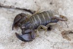 Euscorpius sp.