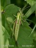 Euthystira brachyptera