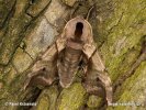 Eyed hawkmoth