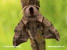 Eyed hawkmoth