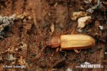 Flat Bark beetle