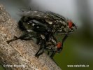 Flesh Fly